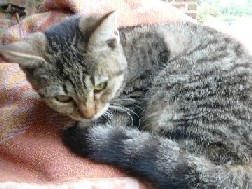 Jong grijs katje gevonden te Nieuwenhove
